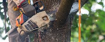 Reliable Pike Road, AL Tree Care Solutions