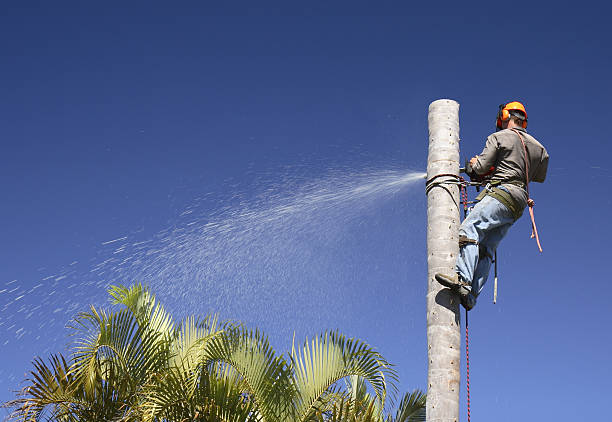 How Our Tree Care Process Works  in  Pike Road, AL